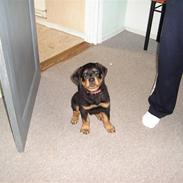 Rottweiler tyson R.I.P d. 16/4 2010