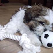 Shih tzu Diego