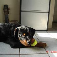 Rottweiler tyson R.I.P d. 16/4 2010