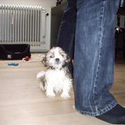 Shih tzu Diego