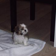 Shih tzu Diego