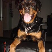 Rottweiler tyson R.I.P d. 16/4 2010