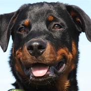 Rottweiler Sv-vagts Cayman