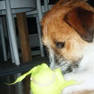 Jack russell terrier Loue