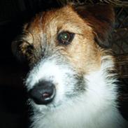 Jack russell terrier Loue