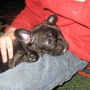 Fransk bulldog Berta