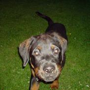 Rottweiler Cosmo