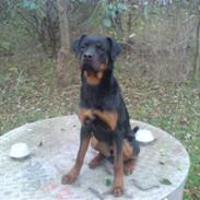 Rottweiler Cosmo