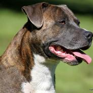 Amerikansk staffordshire terrier psycho