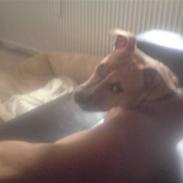 Amerikansk staffordshire terrier Valo ( fået nyt hjem )