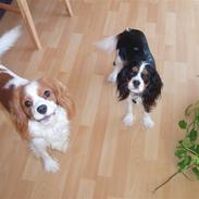 Cavalier king charles spaniel fnuggi