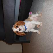 Cavalier king charles spaniel fnuggi