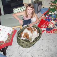 Cavalier king charles spaniel fnuggi