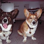 Welsh corgi cardigan Hugo