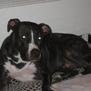 Amerikansk staffordshire terrier Tyson R.I.P. 2006-2010