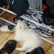 Japansk spids pinki den smkke