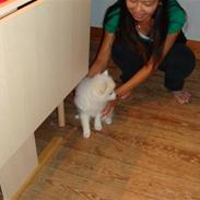 Japansk spids pinki den smkke