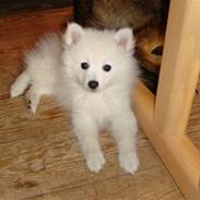 Japansk spids pinki den smkke