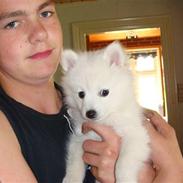 Japansk spids pinki den smkke