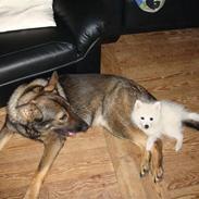 Japansk spids pinki den smkke