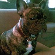 Fransk bulldog Jaquella Barolo - King