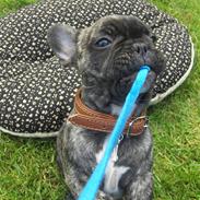 Fransk bulldog Jaquella Barolo - King