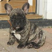 Fransk bulldog Jaquella Barolo - King