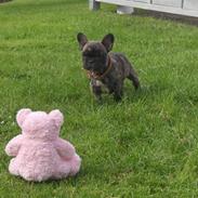 Fransk bulldog Jaquella Barolo - King