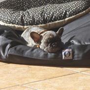 Fransk bulldog Jaquella Barolo - King