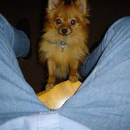Pomeranian futti