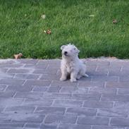 West highland white terrier BULLER