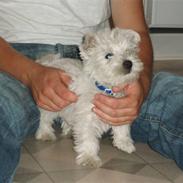 West highland white terrier BULLER