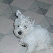 West highland white terrier BULLER