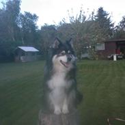 Finsk lapphund Teizon - *DØD*