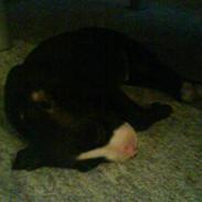 Amerikansk staffordshire terrier kessler