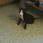 Amerikansk staffordshire terrier kessler