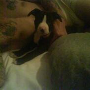 Amerikansk staffordshire terrier kessler