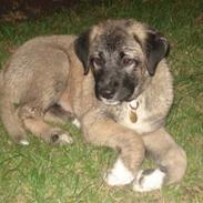 Kangal süslü