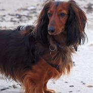Gravhund Killer Konrad