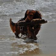 Gravhund Killer Konrad