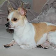 Chihuahua Snøvsen