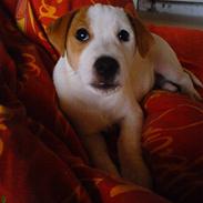 Jack russell terrier Spot
