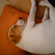 Jack russell terrier Spot