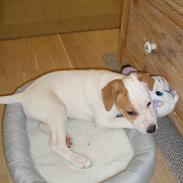 Jack russell terrier Spot