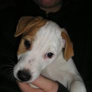 Jack russell terrier Spot