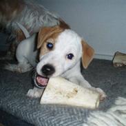 Jack russell terrier Spot