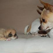 Chihuahua Snøvsen