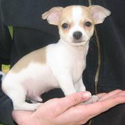 Chihuahua Snøvsen