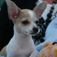 Chihuahua Snøvsen