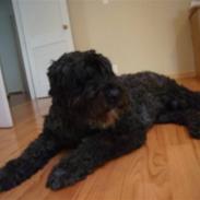 Bouvier des flandres Buffer